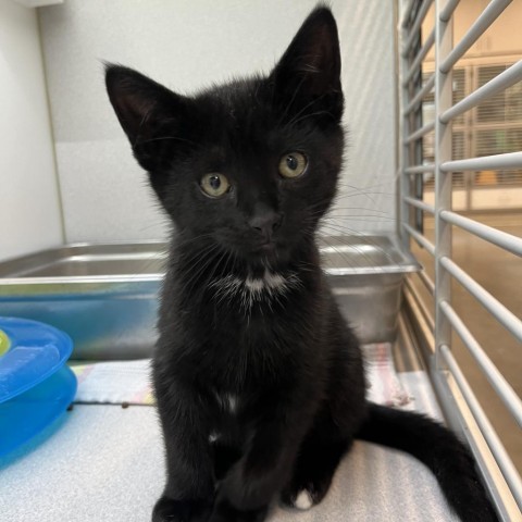 Eclipse, an adoptable Domestic Short Hair in Hailey, ID, 83333 | Photo Image 1