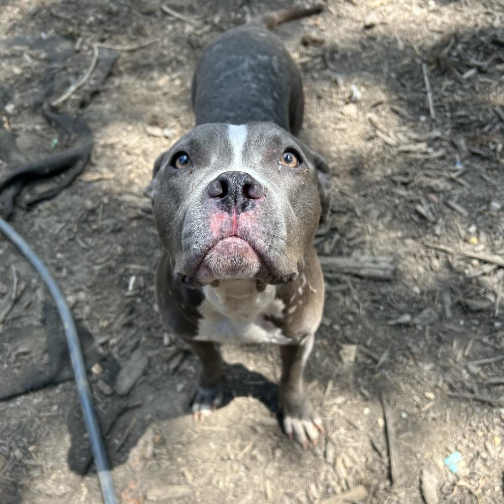 Jan, an adoptable Pit Bull Terrier in Princeton, KY, 42445 | Photo Image 2