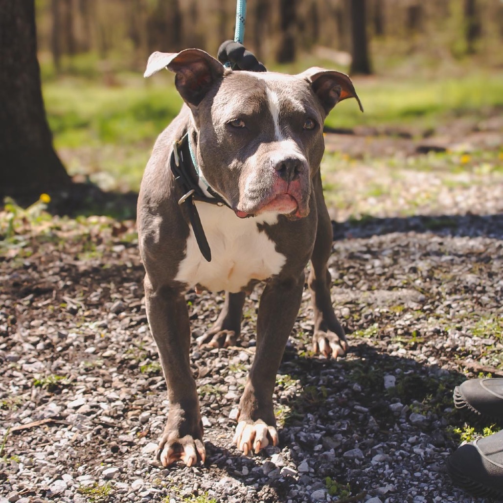 Jan, an adoptable Pit Bull Terrier in Princeton, KY, 42445 | Photo Image 3