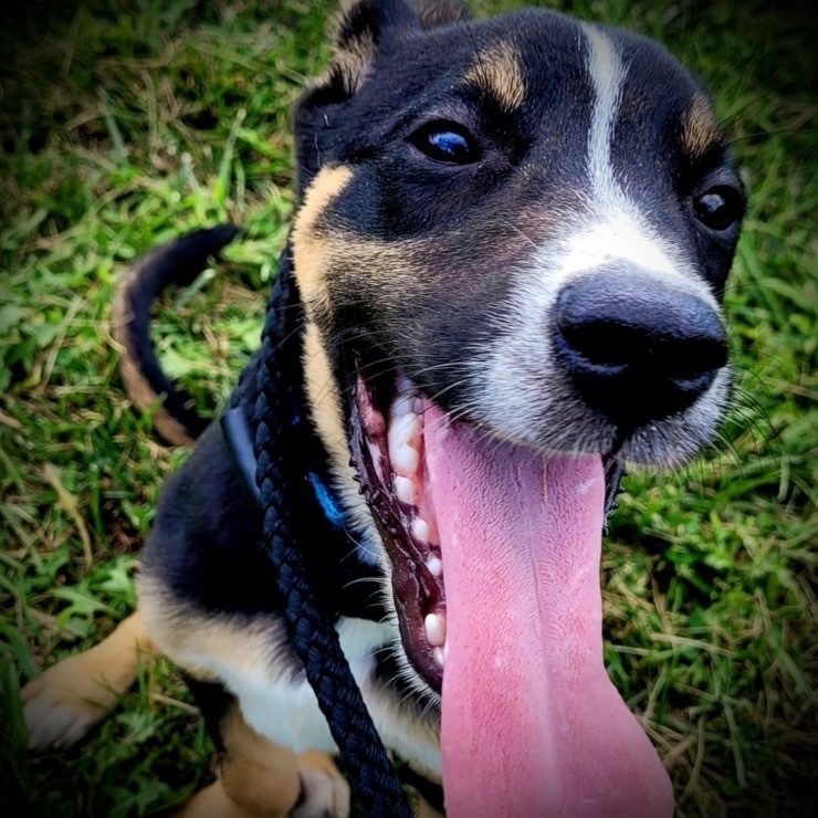 Boots, an adoptable Terrier, German Shepherd Dog in Pittsfield, IL, 62363 | Photo Image 1