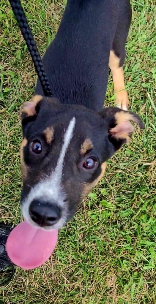 Boots, an adoptable Terrier, German Shepherd Dog in Pittsfield, IL, 62363 | Photo Image 2