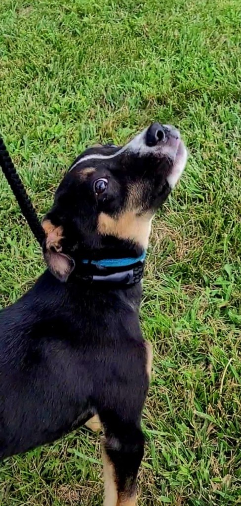 Boots, an adoptable Terrier, German Shepherd Dog in Pittsfield, IL, 62363 | Photo Image 3