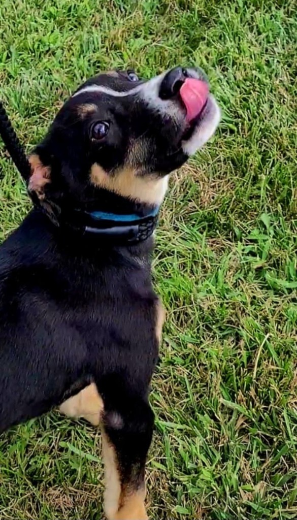 Boots, an adoptable Terrier, German Shepherd Dog in Pittsfield, IL, 62363 | Photo Image 4