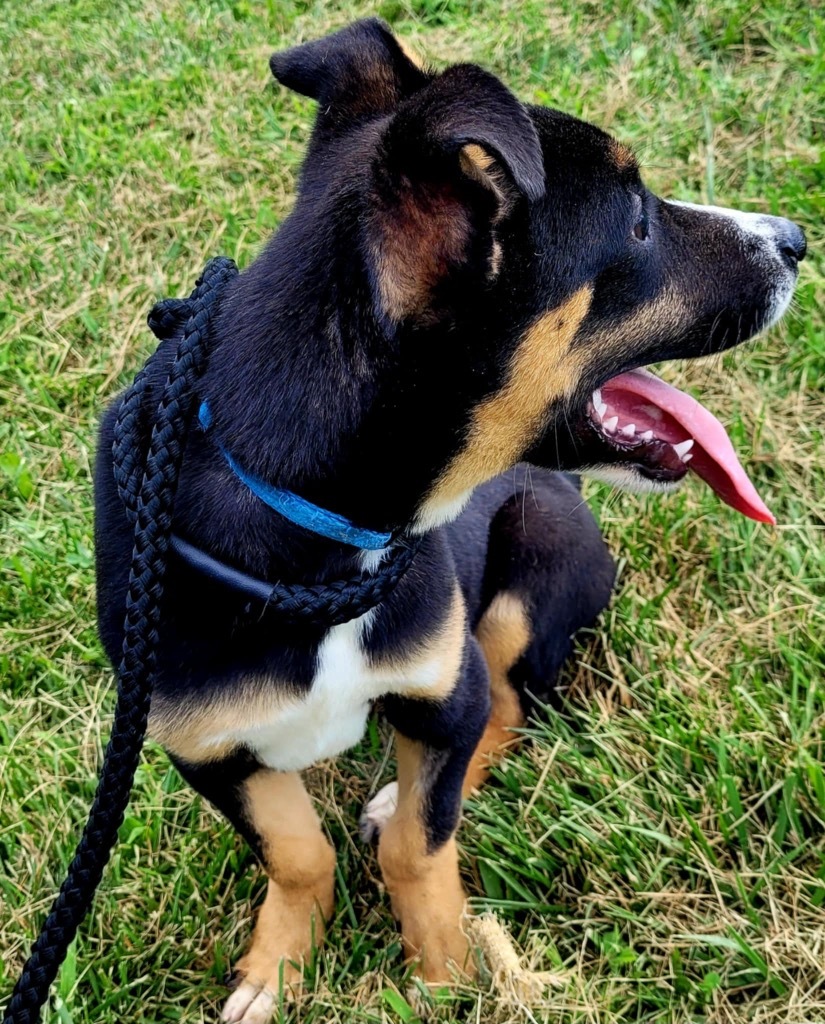 Boots, an adoptable Terrier, German Shepherd Dog in Pittsfield, IL, 62363 | Photo Image 5