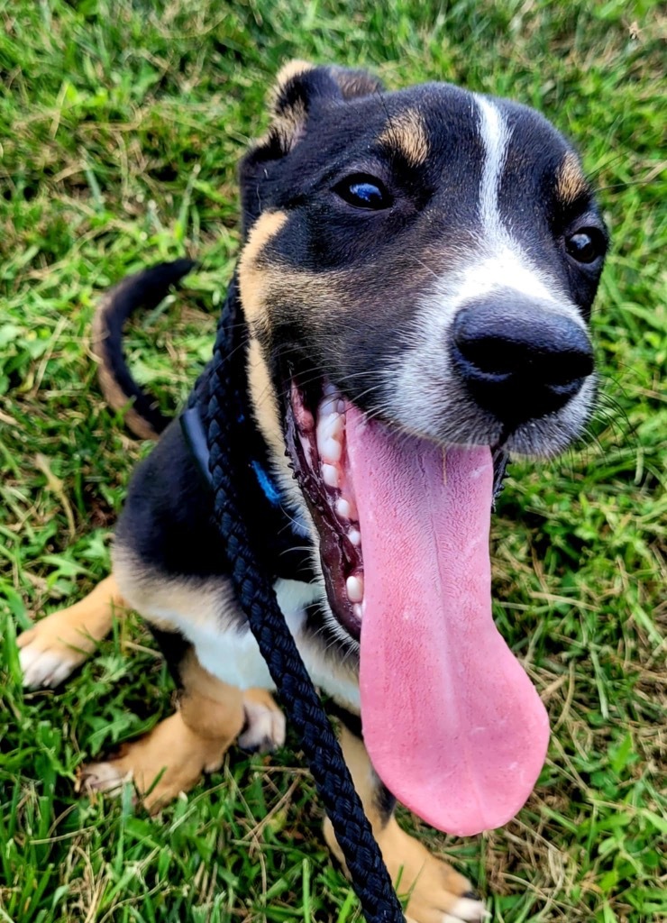 Boots, an adoptable Terrier, German Shepherd Dog in Pittsfield, IL, 62363 | Photo Image 6