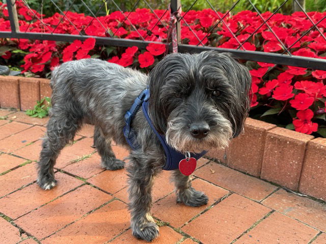 Bliss, an adoptable Poodle, Yorkshire Terrier in Saint Cloud, MN, 56303 | Photo Image 1