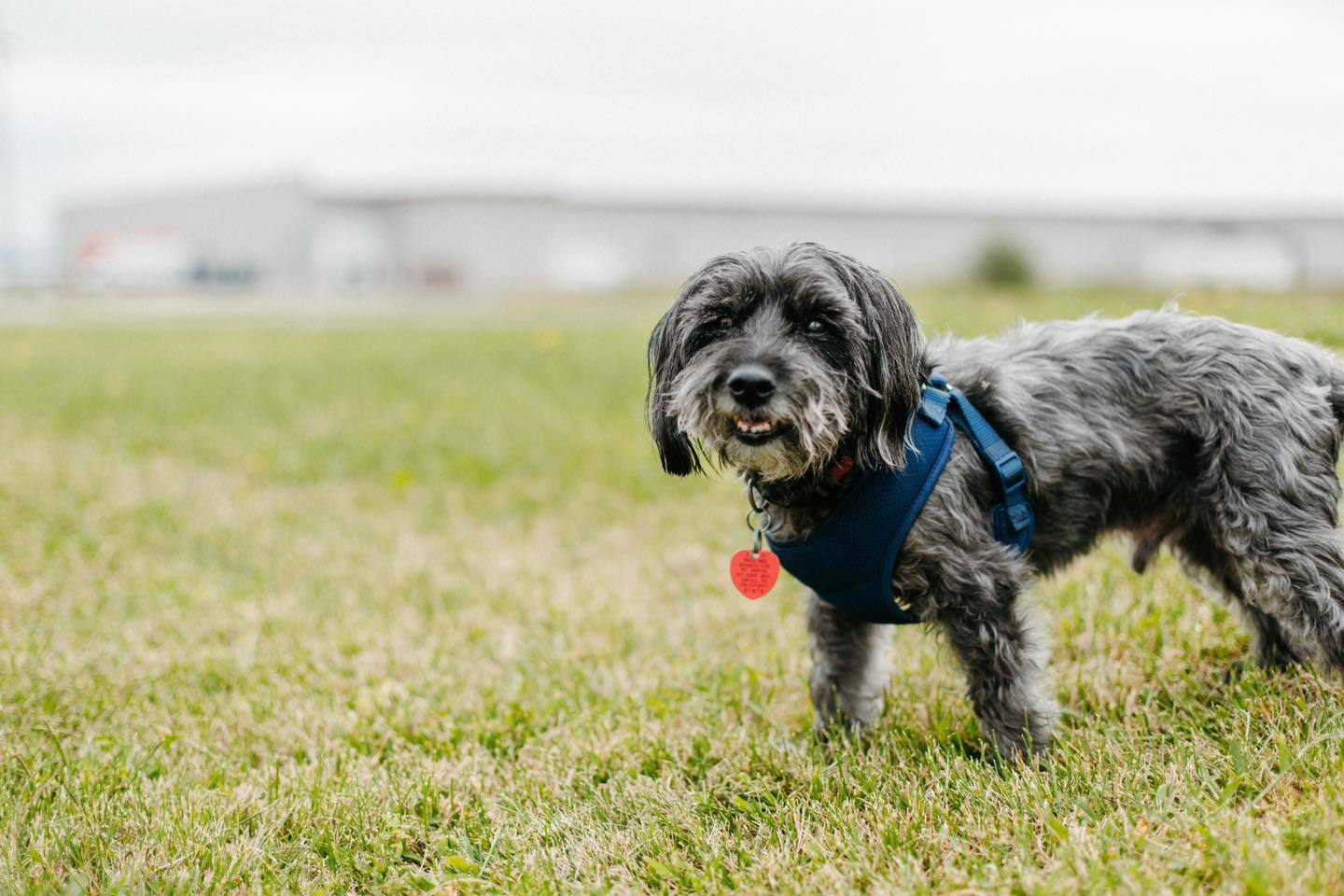 Bliss, an adoptable Poodle, Yorkshire Terrier in Saint Cloud, MN, 56303 | Photo Image 2