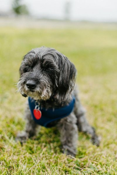 Bliss, an adoptable Poodle, Yorkshire Terrier in Saint Cloud, MN, 56303 | Photo Image 3