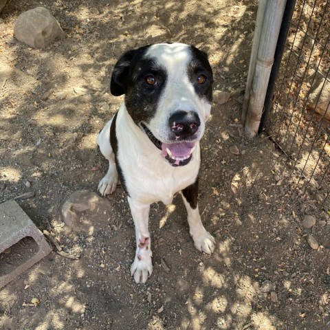 Tucker, an adoptable Mixed Breed in Mount Shasta, CA, 96067 | Photo Image 1