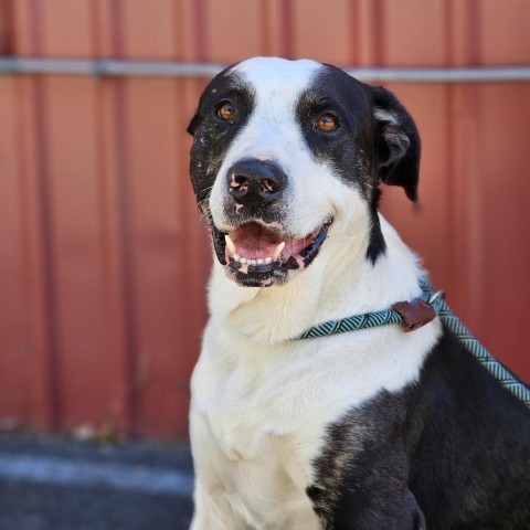 Tucker, an adoptable Mixed Breed in Mount Shasta, CA, 96067 | Photo Image 2