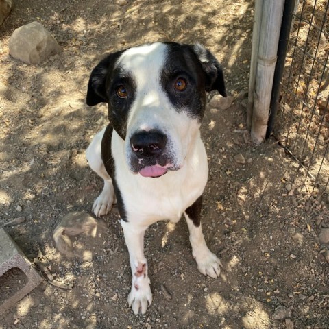 Tucker, an adoptable Mixed Breed in Mount Shasta, CA, 96067 | Photo Image 4