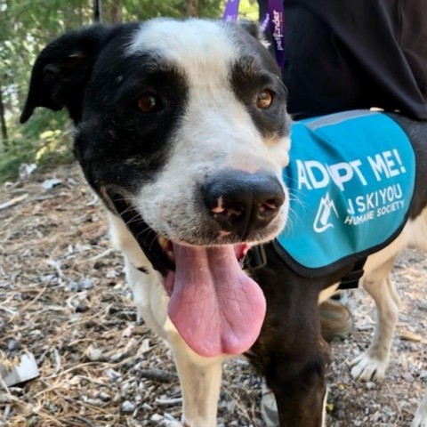 Tucker, an adoptable Mixed Breed in Mount Shasta, CA, 96067 | Photo Image 6