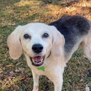 Betty, Senior Female Beagle