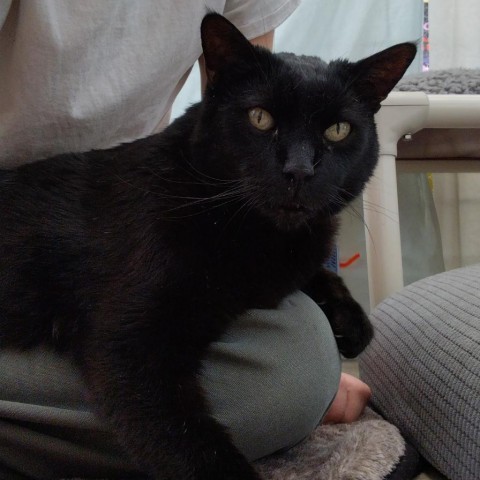 DOC, an adoptable Domestic Short Hair in Taos, NM, 87571 | Photo Image 1