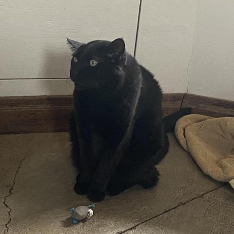 DOC, an adoptable Domestic Short Hair in Taos, NM, 87571 | Photo Image 5