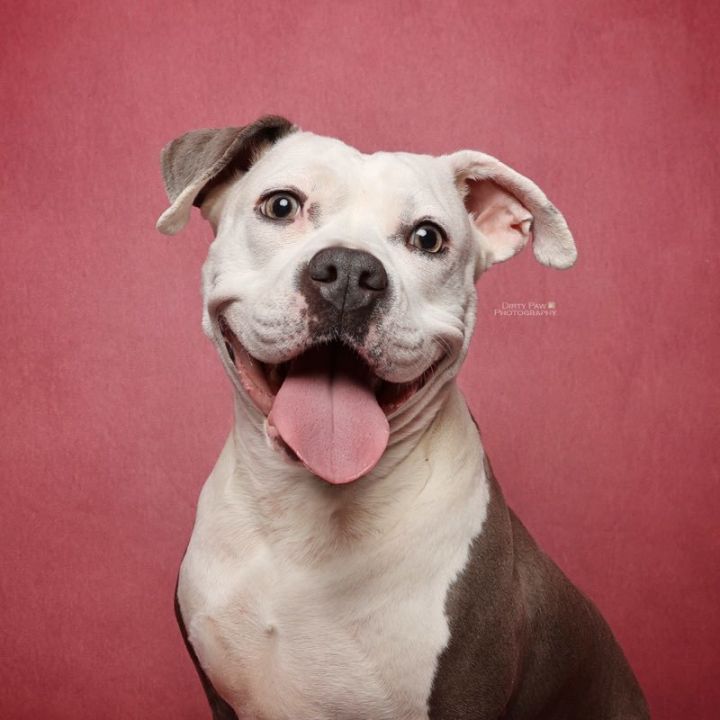 Stella 2