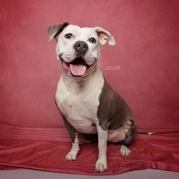Stella 3