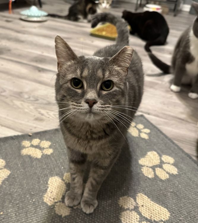 Daphne