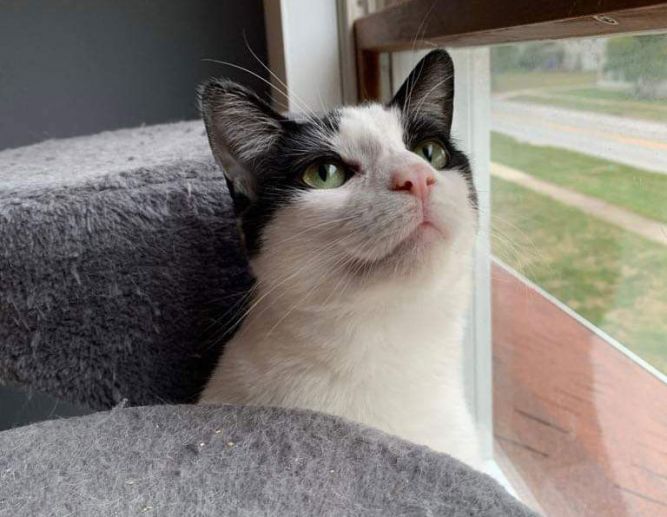 Dottie