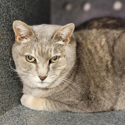 Misty, an adoptable Domestic Short Hair in Abilene, TX, 79602 | Photo Image 1