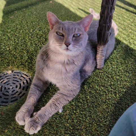 Misty, an adoptable Domestic Short Hair in Abilene, TX, 79602 | Photo Image 1