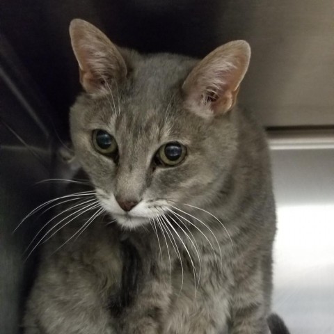 Misty, an adoptable Domestic Short Hair in Abilene, TX, 79602 | Photo Image 2