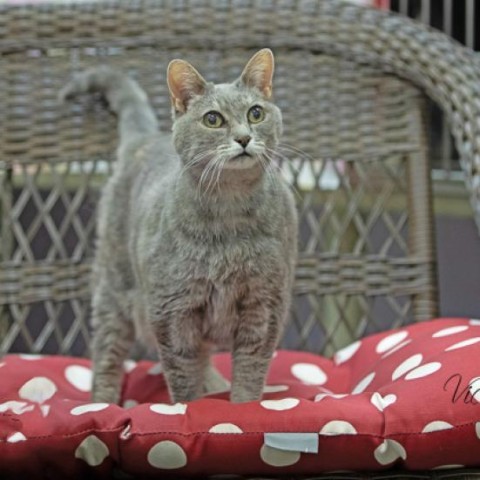 Misty, an adoptable Domestic Short Hair in Abilene, TX, 79602 | Photo Image 3