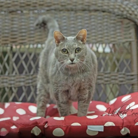 Misty, an adoptable Domestic Short Hair in Abilene, TX, 79602 | Photo Image 4