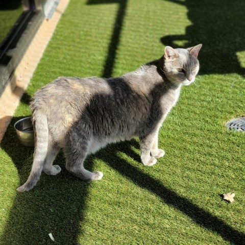 Misty, an adoptable Domestic Short Hair in Abilene, TX, 79602 | Photo Image 5