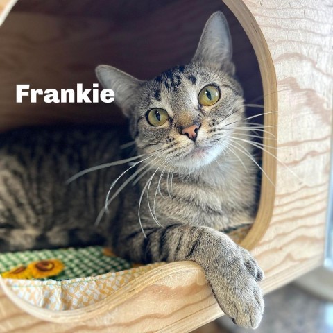 Frankie 240541, an adoptable Domestic Short Hair in Escanaba, MI, 49829 | Photo Image 1