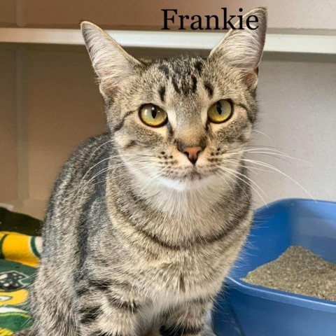 Frankie 240541, an adoptable Domestic Short Hair in Escanaba, MI, 49829 | Photo Image 2