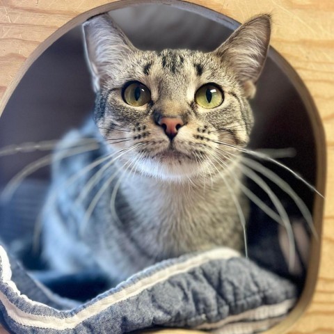 Frankie 240541, an adoptable Domestic Short Hair in Escanaba, MI, 49829 | Photo Image 3