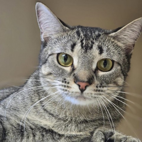 Frankie 240541, an adoptable Domestic Short Hair in Escanaba, MI, 49829 | Photo Image 5