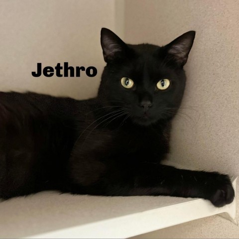 Jethro 240378, an adoptable Domestic Short Hair in Escanaba, MI, 49829 | Photo Image 1