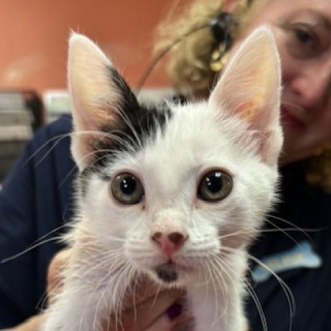 Eloise - Playful & Quiet! Good with Cats & Kids! Adopt both for $50!, an adoptable Domestic Short Hair in Flagstaff, AZ, 86004 | Photo Image 2