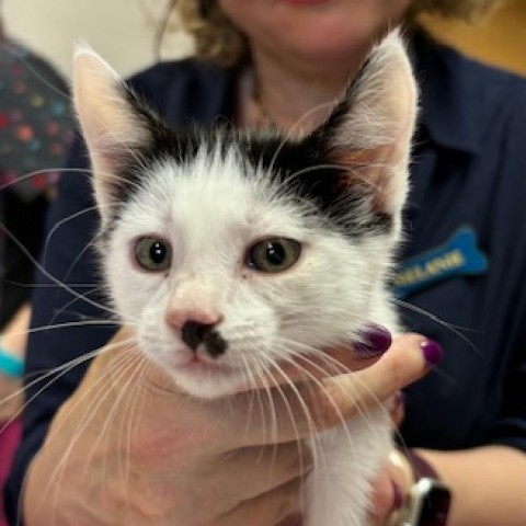 Eleanor - Sweet, playful kitten! Good with Cats & Kids! Adopt both for $50!, an adoptable Domestic Short Hair in Flagstaff, AZ, 86004 | Photo Image 3