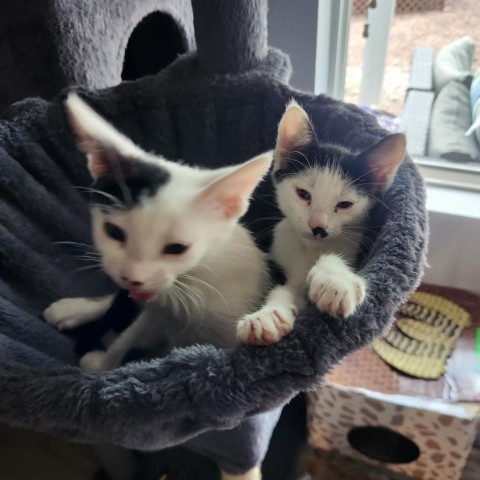 Eleanor - Sweet, playful kitten! Good with Cats & Kids! Adopt both for $50!, an adoptable Domestic Short Hair in Flagstaff, AZ, 86004 | Photo Image 1