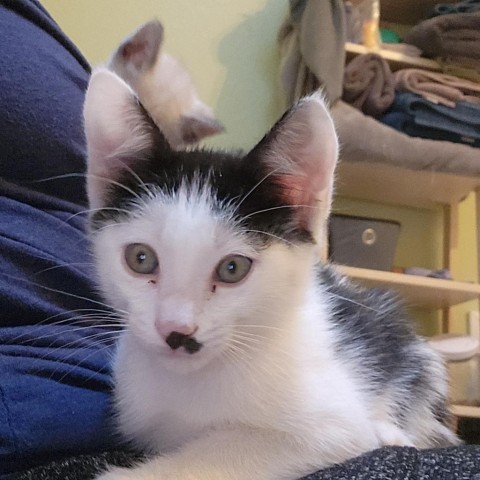 Eleanor - Sweet, playful kitten! Good with Cats & Kids! Adopt both for $50!, an adoptable Domestic Short Hair in Flagstaff, AZ, 86004 | Photo Image 4