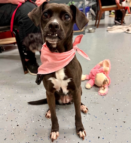 Shocka, an adoptable Terrier in Brooklyn Center, MN, 55429 | Photo Image 1