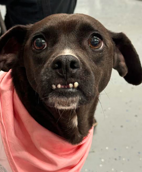 Shocka, an adoptable Terrier in Brooklyn Center, MN, 55429 | Photo Image 2