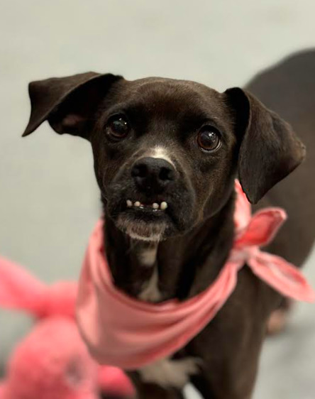 Shocka, an adoptable Terrier in Brooklyn Center, MN, 55429 | Photo Image 3