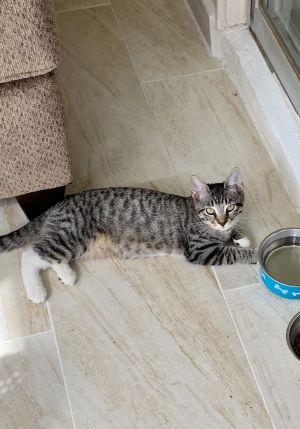 SUZY, Baby Female Domestic Short Hair