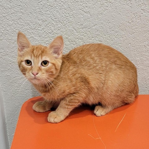 Jamie, an adoptable Domestic Short Hair, American Bobtail in Coos Bay, OR, 97420 | Photo Image 1