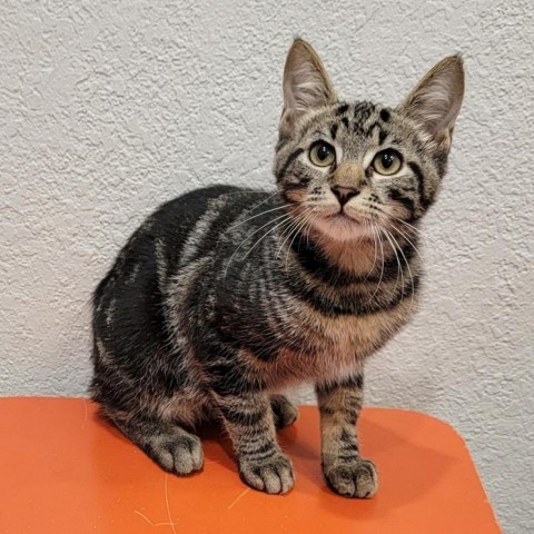 Stewart, an adoptable Domestic Short Hair, American Bobtail in Coos Bay, OR, 97420 | Photo Image 1