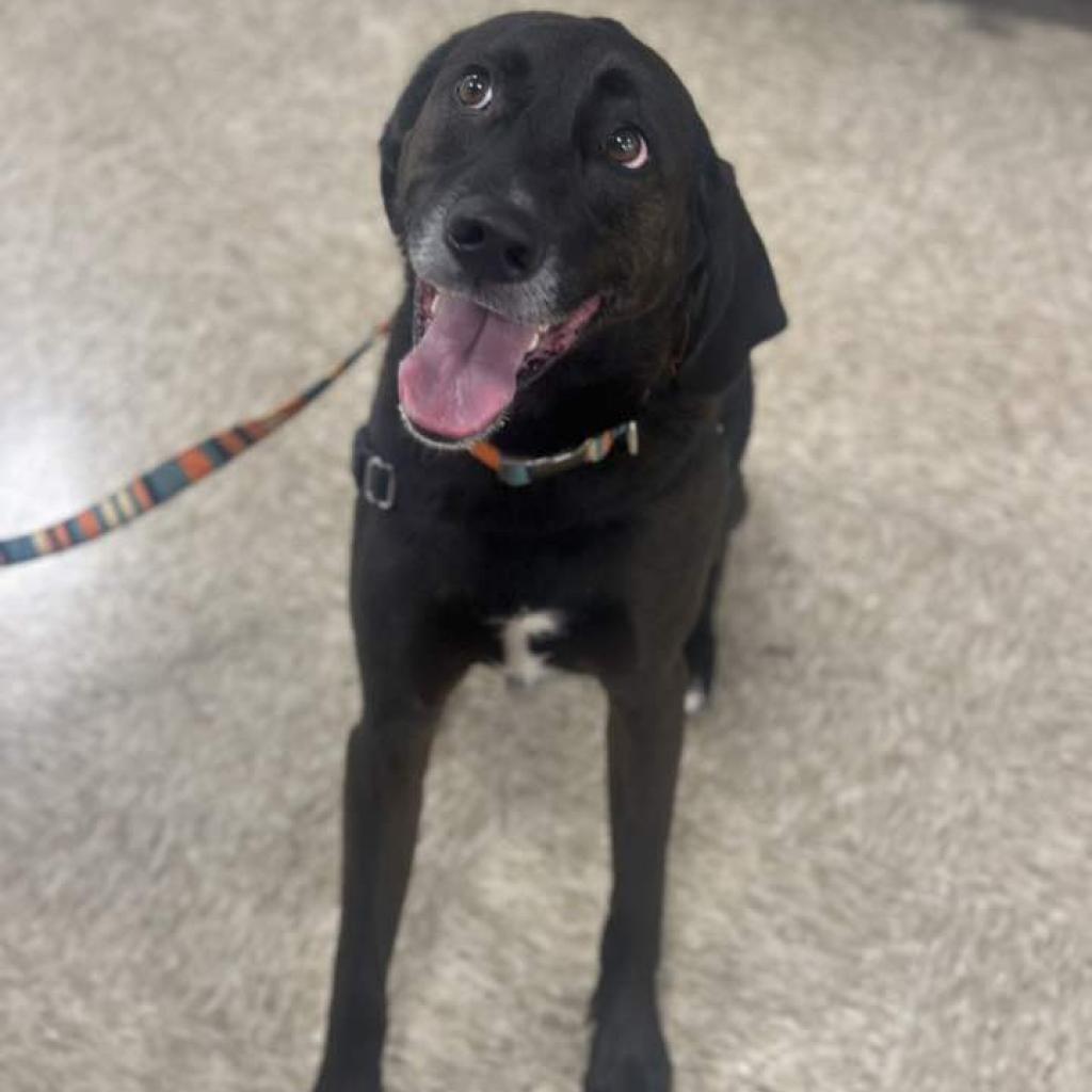 Jackson, an adoptable Black Labrador Retriever, Foxhound in Bealeton, VA, 22712 | Photo Image 1