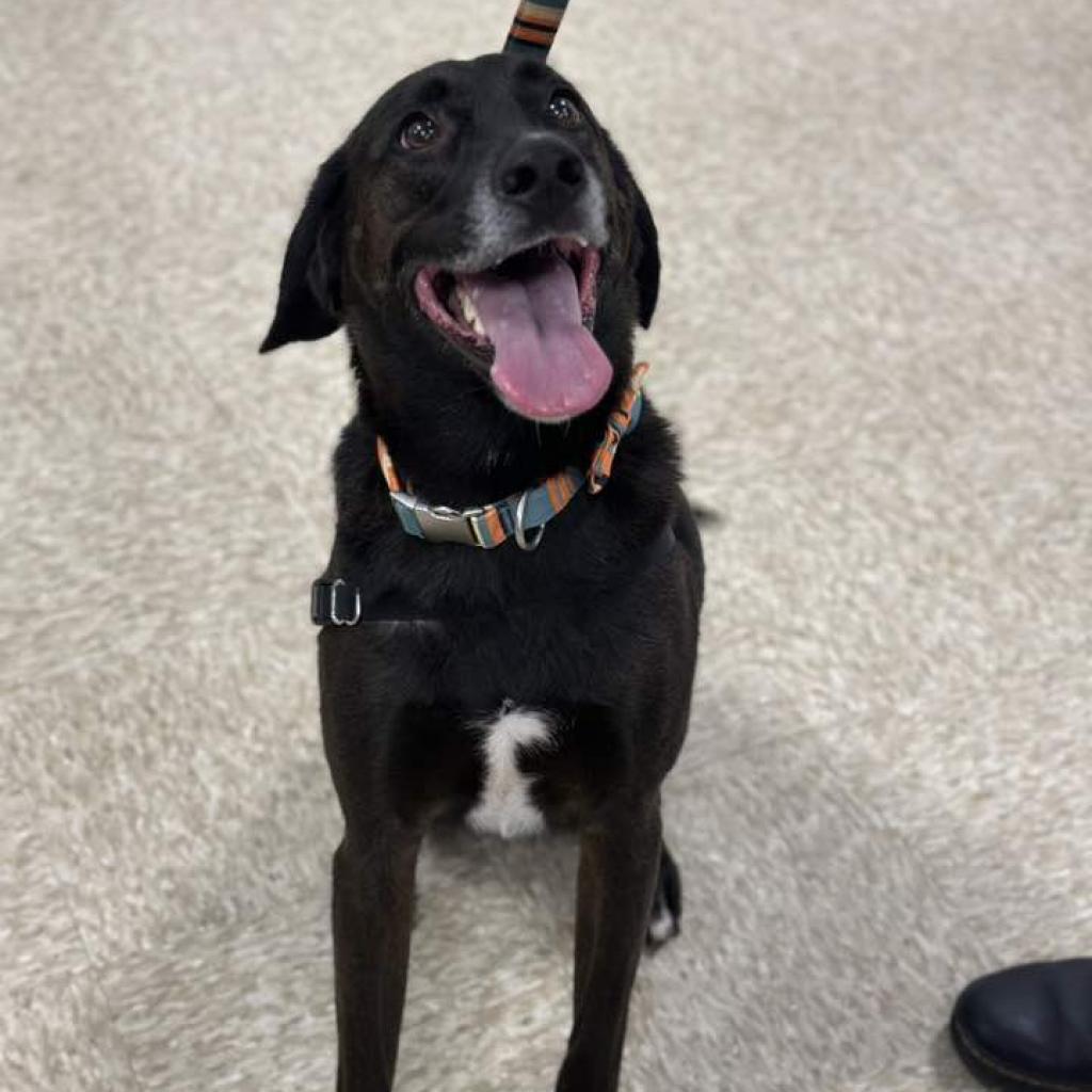 Jackson, an adoptable Black Labrador Retriever, Foxhound in Bealeton, VA, 22712 | Photo Image 2