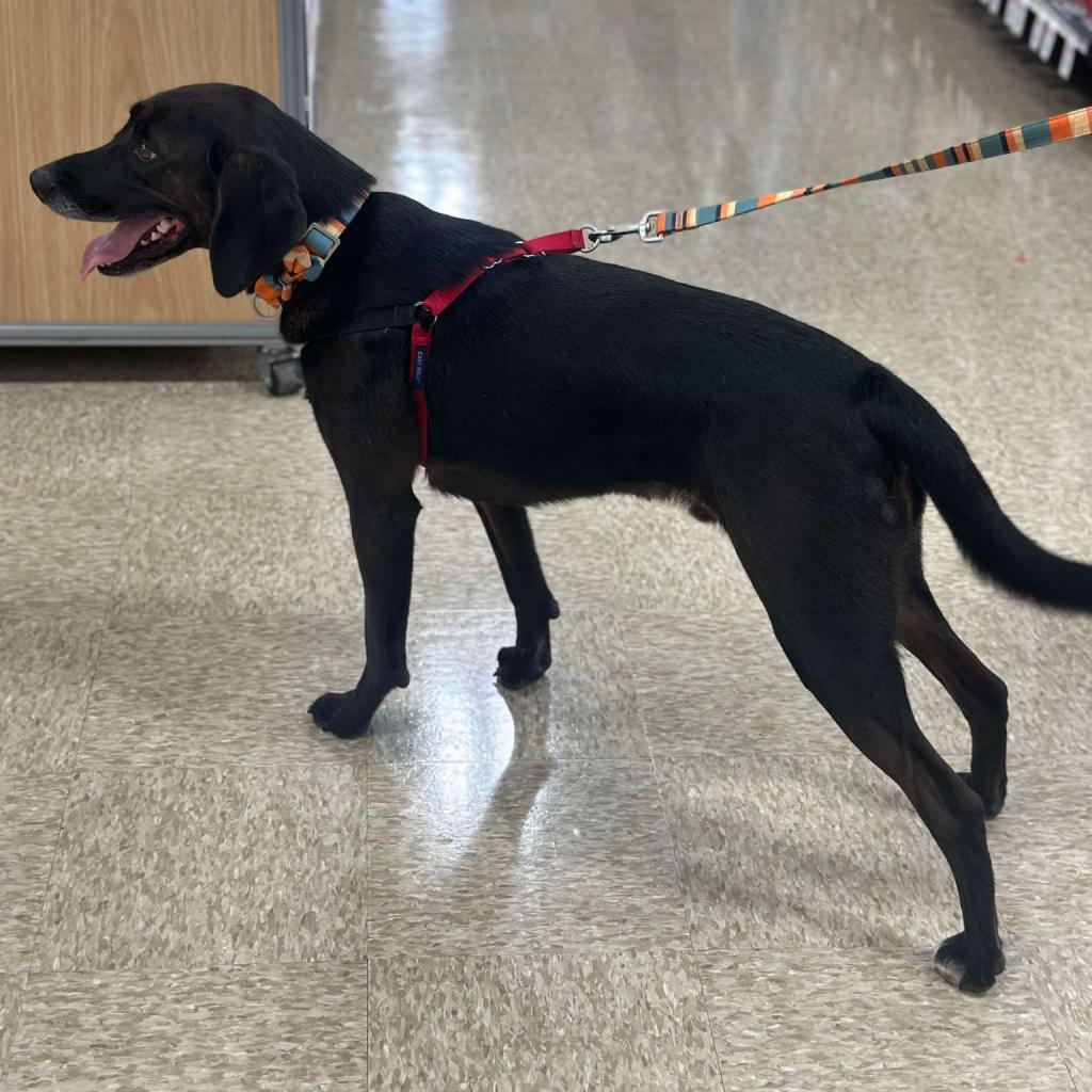 Jackson, an adoptable Black Labrador Retriever, Foxhound in Bealeton, VA, 22712 | Photo Image 3