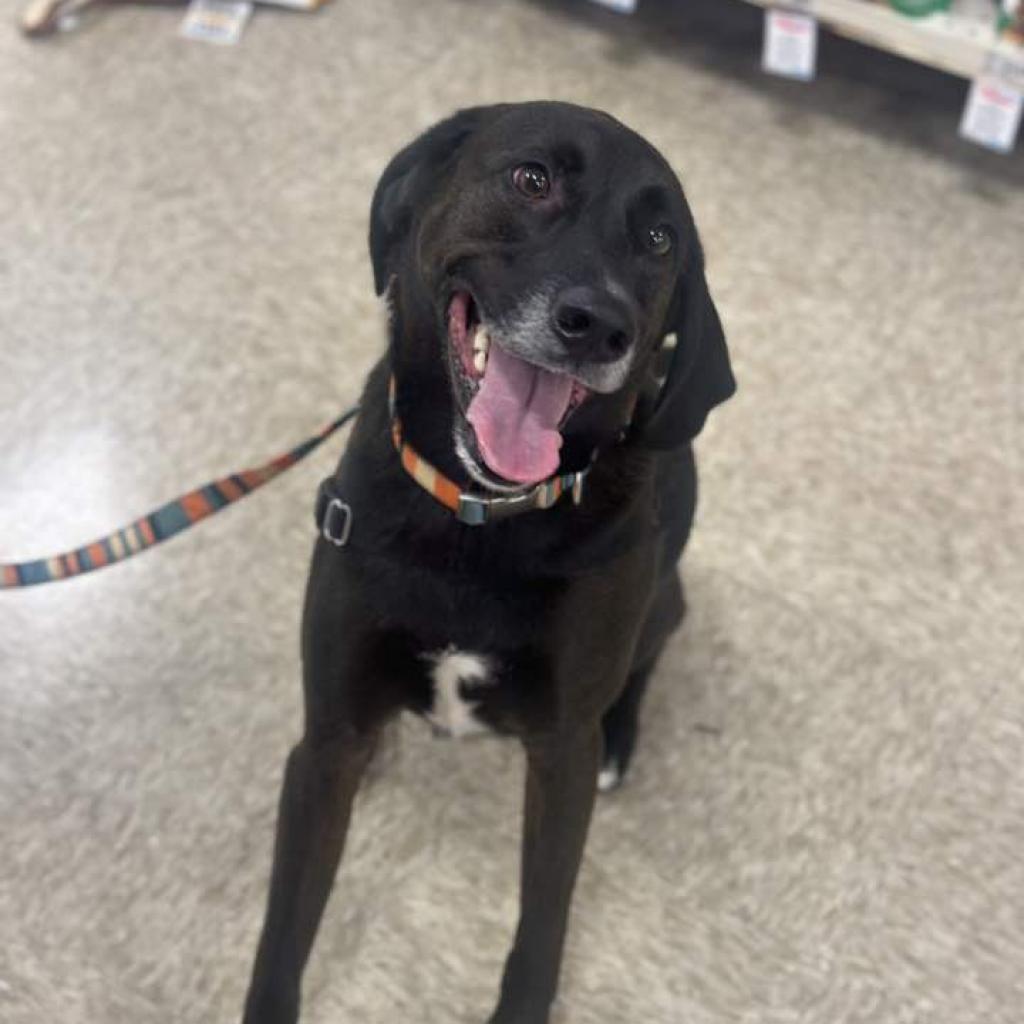 Jackson, an adoptable Black Labrador Retriever, Foxhound in Bealeton, VA, 22712 | Photo Image 4