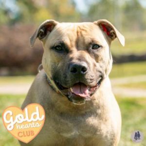 Gopher, Adult Male Pit Bull Terrier