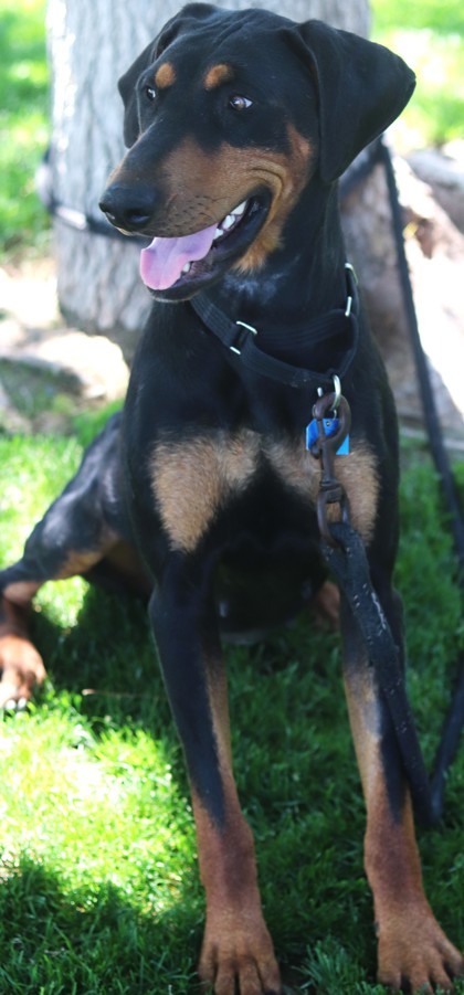 Serena, an adoptable Mixed Breed in Walla Walla, WA, 99362 | Photo Image 3